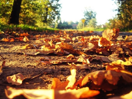 ''Jesień w obiektywie''